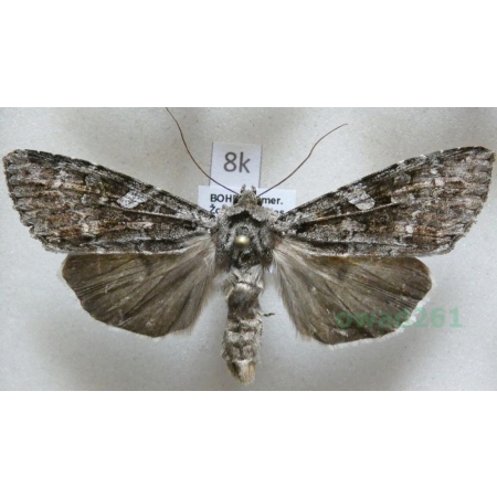 Mamestra brassicae (Linnaeus, 1758) Piętnówka kapustnica Czech8k